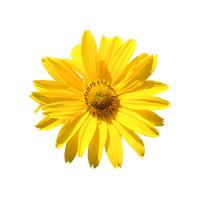 Arnica