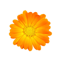 Calendula