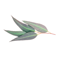 Eucalyptus