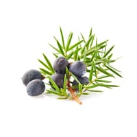 Juniper
