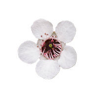 Manuka Oil