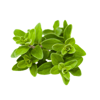 Marjoram
