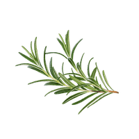 Rosemary