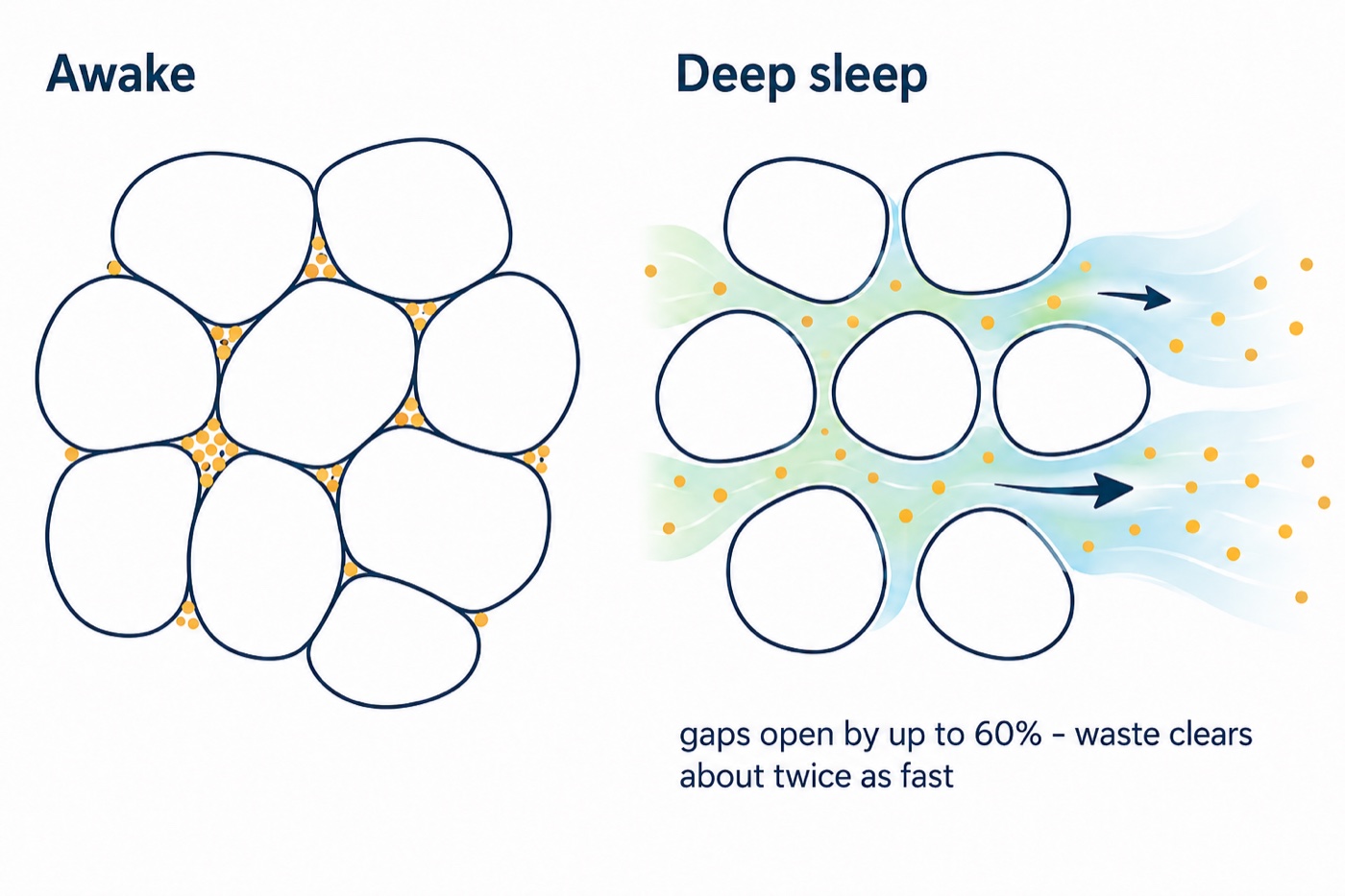 Split diagram: awake, brain cells packed tight with amber waste dots trapped in the gaps; deep sleep, the gaps open wide and a green-blue wash carries the waste away - gaps open by up to 60%, waste clears about twice as fast