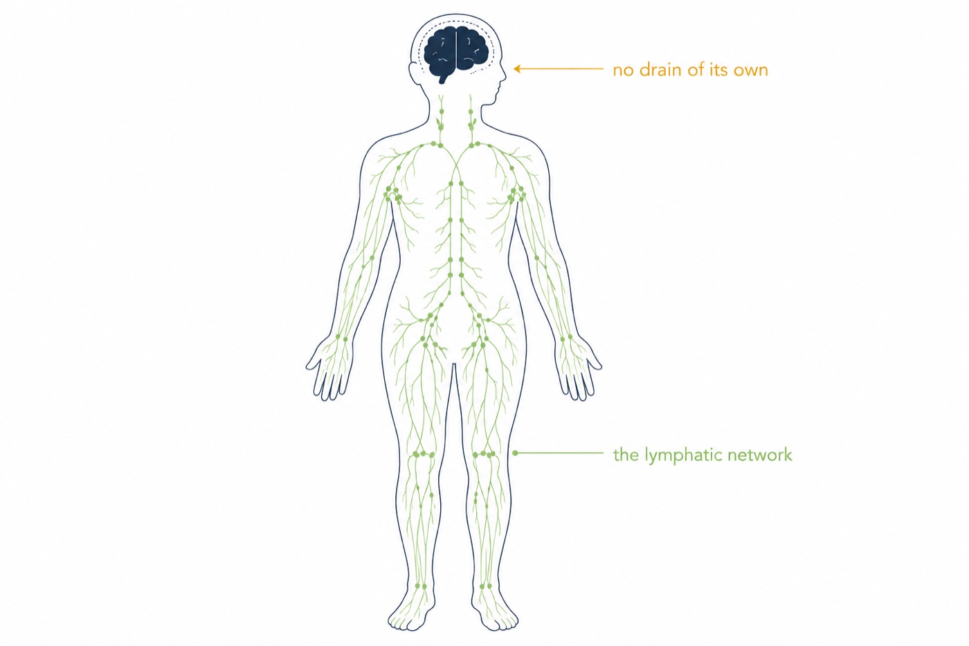 Diagram of the body's lymphatic network drawn in green through the torso and limbs, with the brain in navy at the top labelled 'no drain of its own'