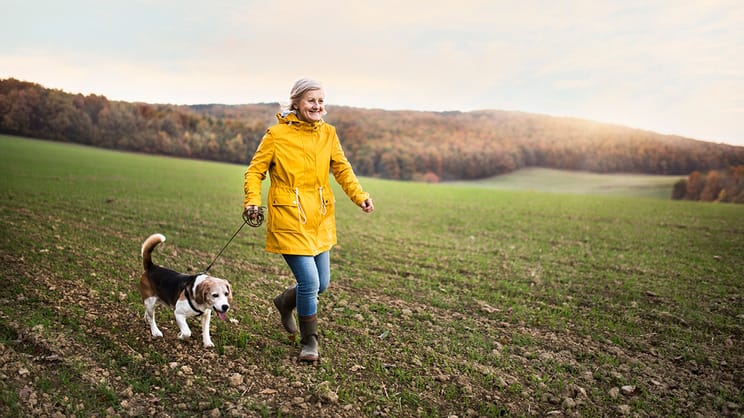 A woman in a yellow jacket walking her beagle across a farm paddock in the morning