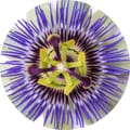 Passionflower